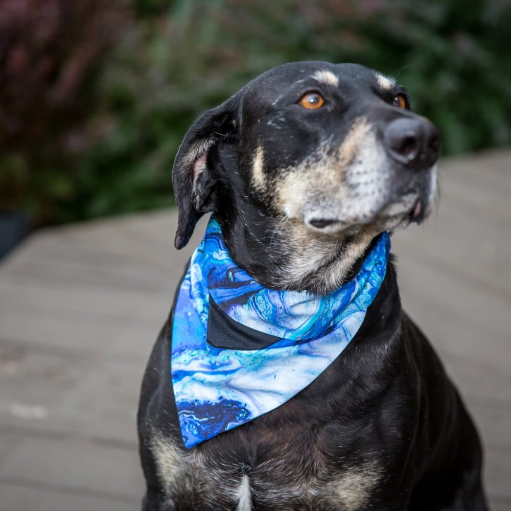 Fancy Pet Scarf Dog Bandana